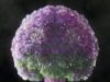 Havas London — Air Wick — Brains in Bloom thumbnail