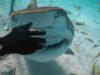 National Geographic — Save This Shark thumbnail