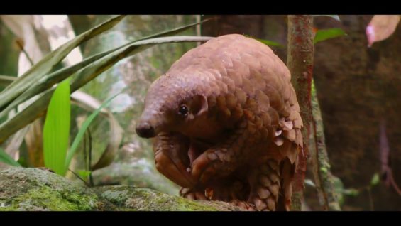 World Animal Protection — Ugly Animals Need Love Too — Part 3 thumbnail